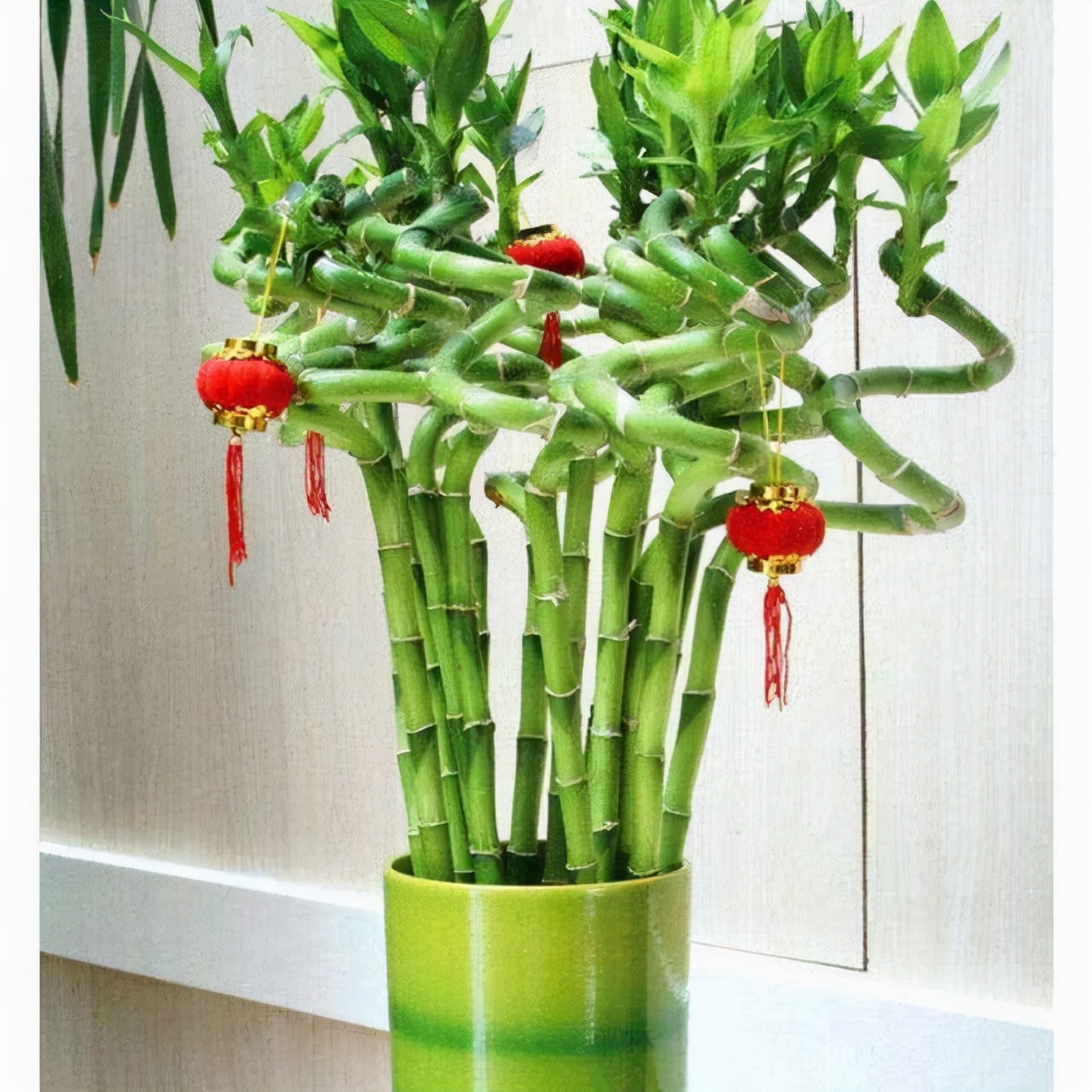 富贵竹怎么养才不会死,富贵竹该怎么养不会死掉