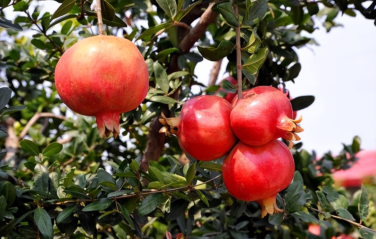 盆栽石榴开花前期管理方法图片,盆栽石榴怎样养护才能开花结果