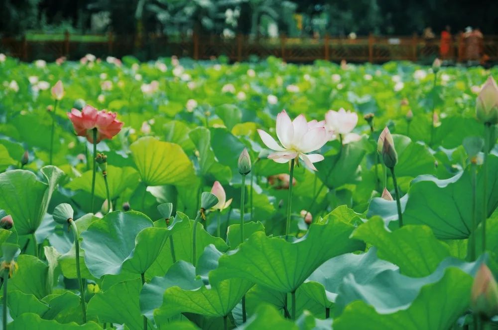 来自六月的赏荷请柬，请查收！