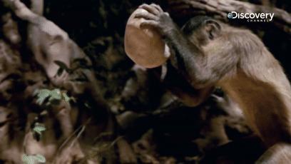 鎾炶劯鏂硅劯鐚村瓙鐨勫コ缃戠孩,鏂硅劯鐚村瓙妯′豢浜虹殑琛ㄦ儏