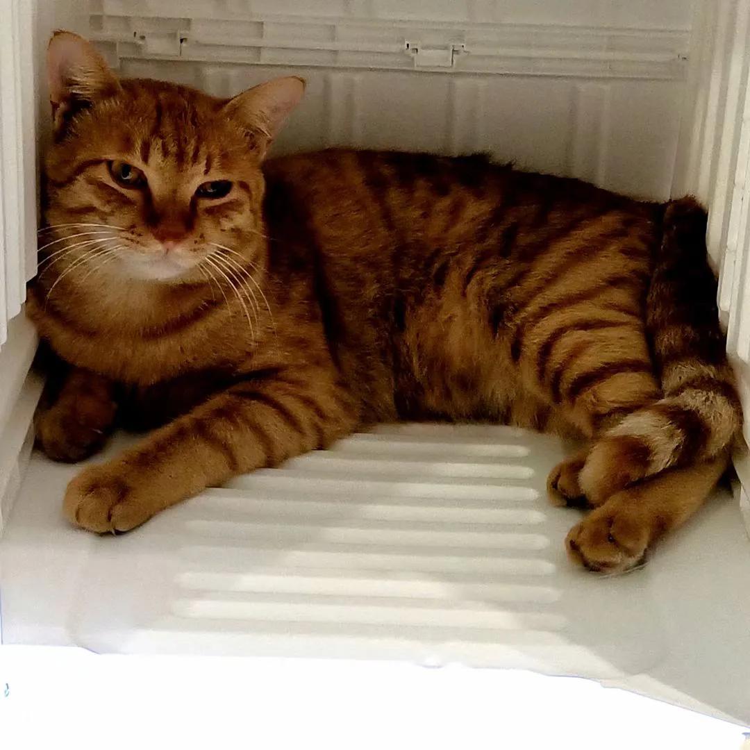 猫闺蜜视频,猫闺蜜