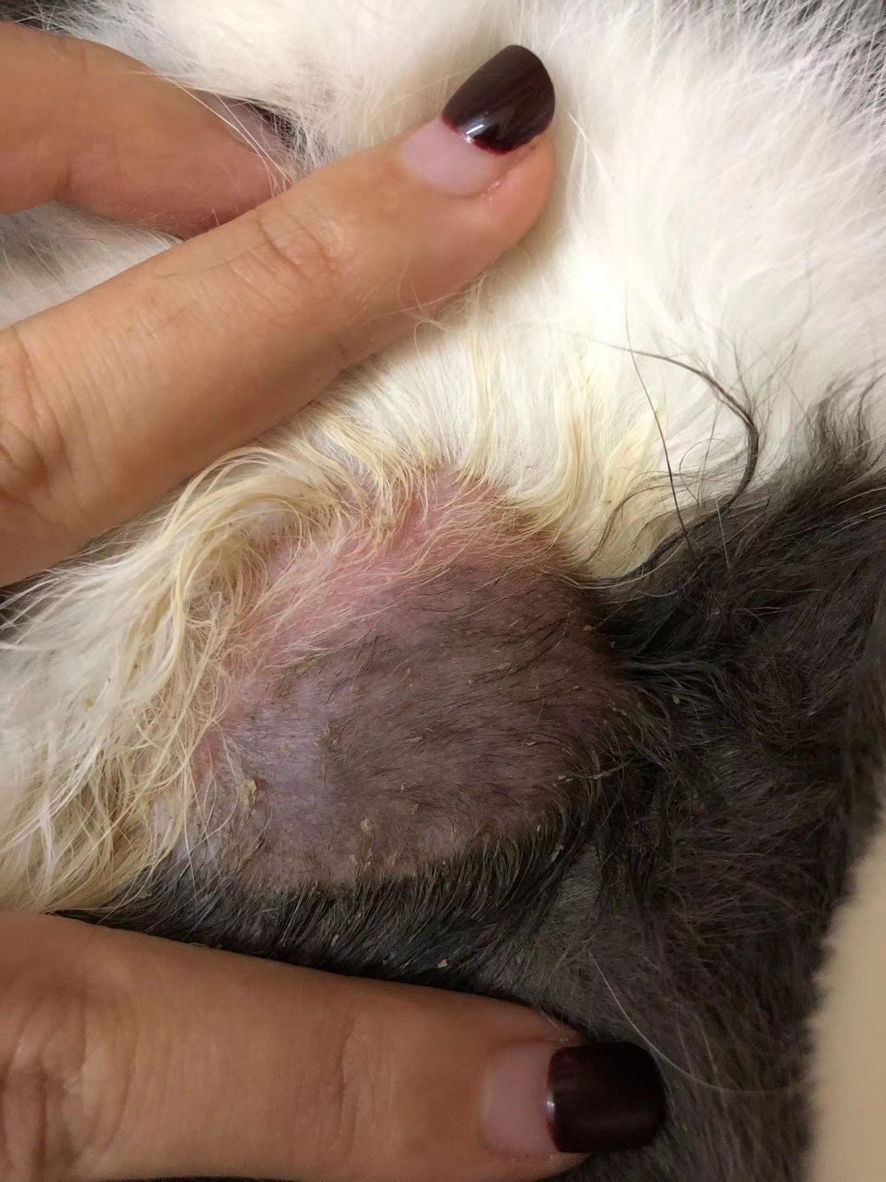 人被传染猫癣如何治疗,肤曲康治疗猫癣怎么样