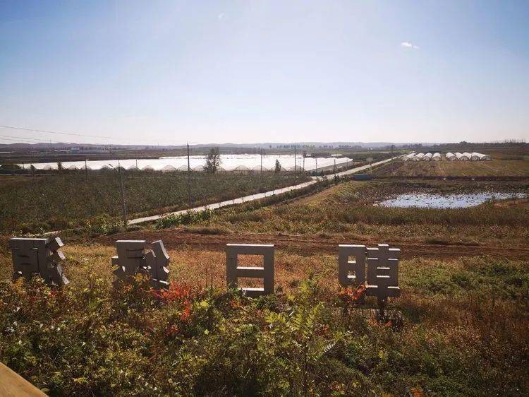 2006年日企在中国租1500亩地，5年不种庄稼，项目最后入不敷出