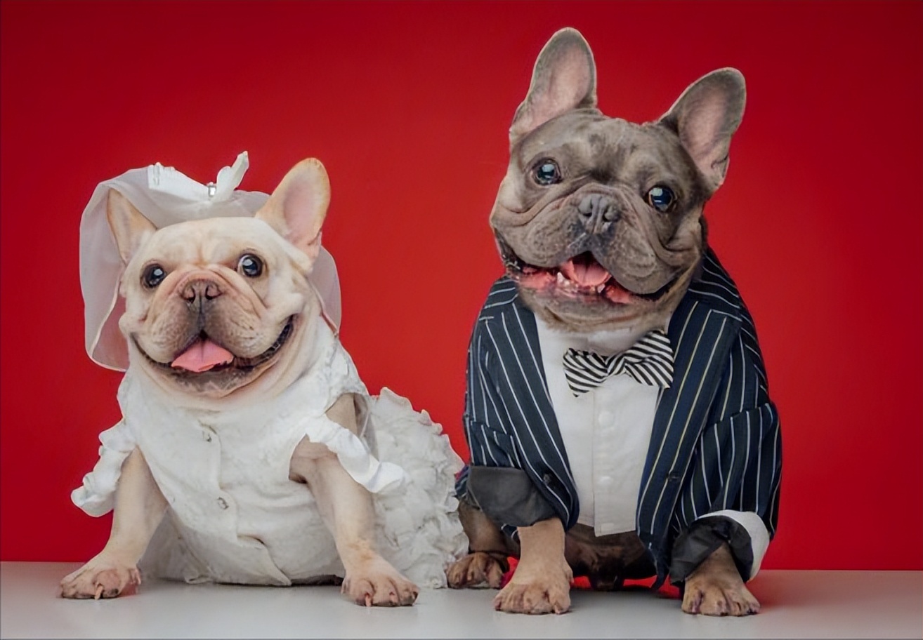 狗狗奇葩的几种交配方式,真的让人大开眼界