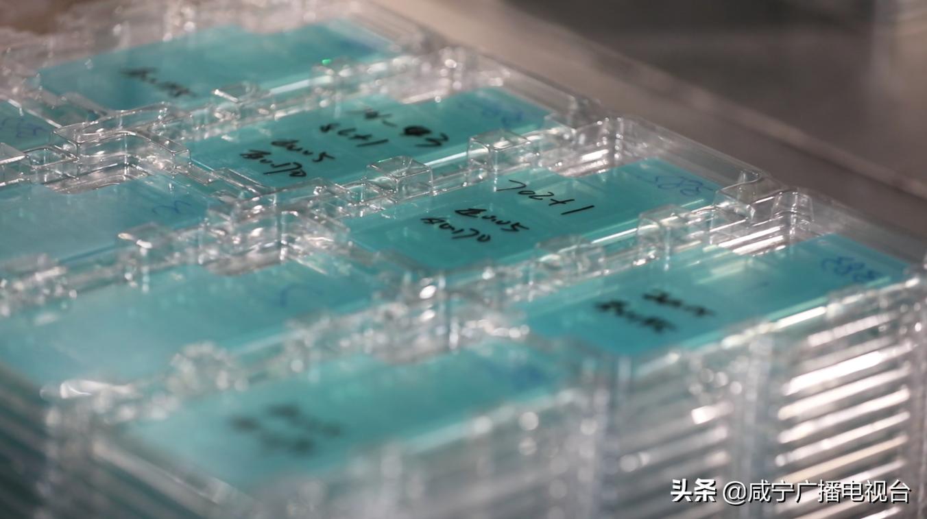 新春走基层雄安新区,新春走基层乡村振兴