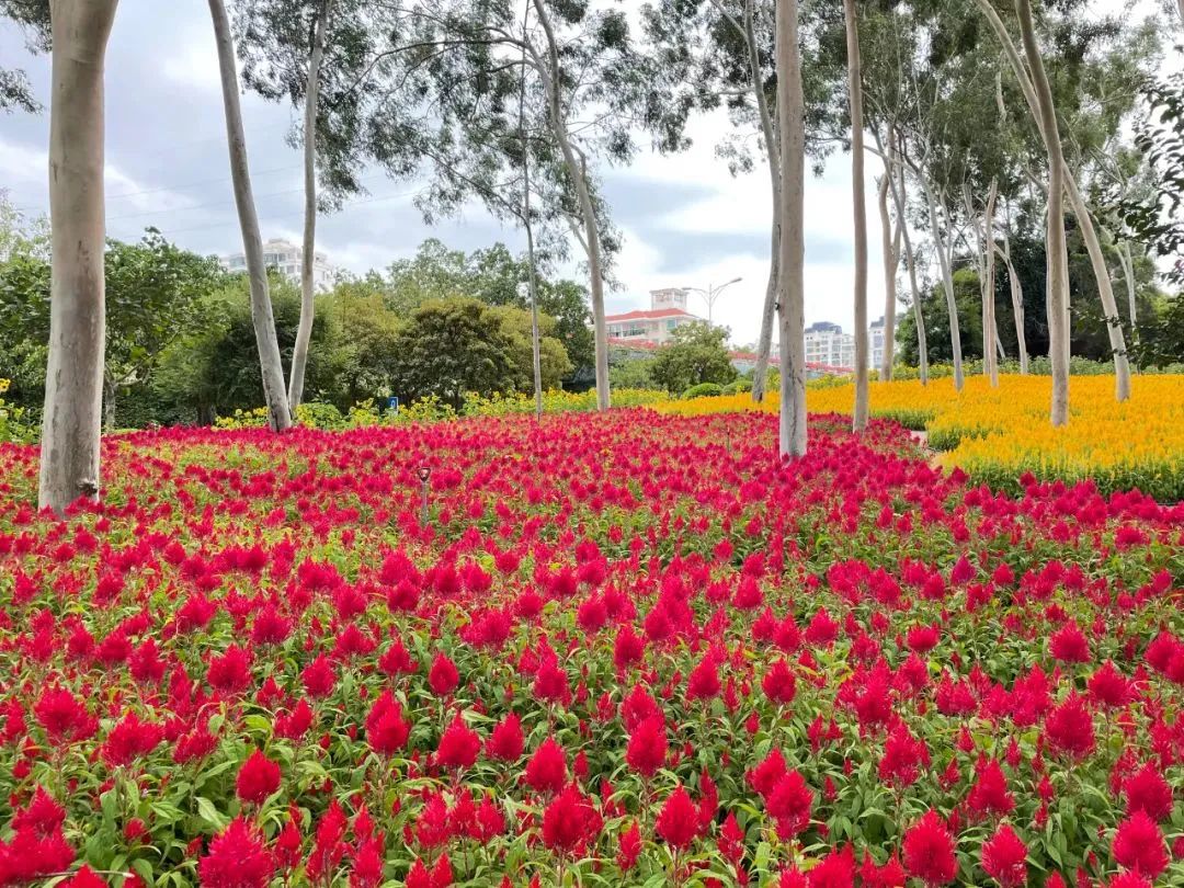 2019年厦门秋游,厦门高中秋游