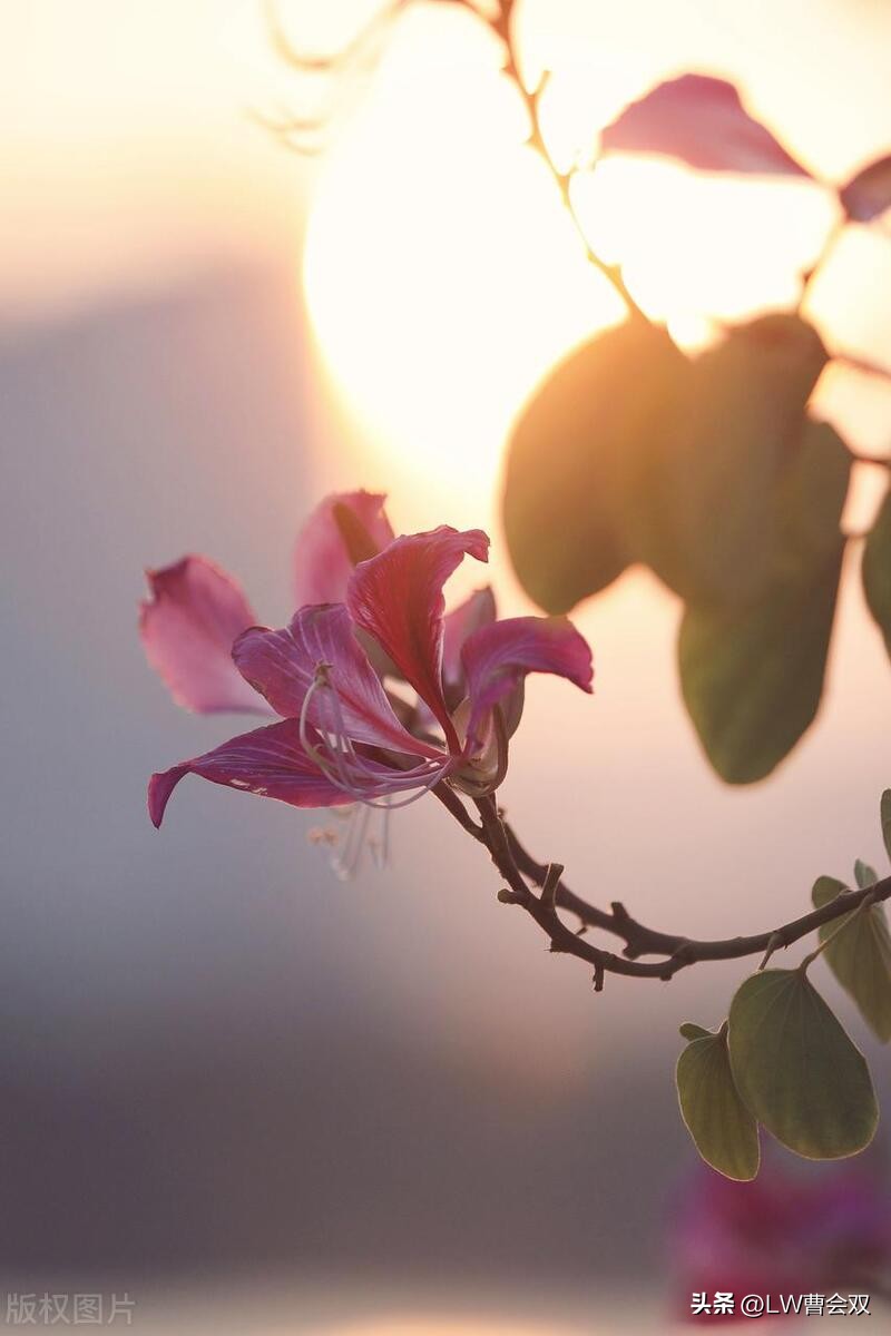 含情凝睇谢君王怎么读,含情凝睇谢君王赏析