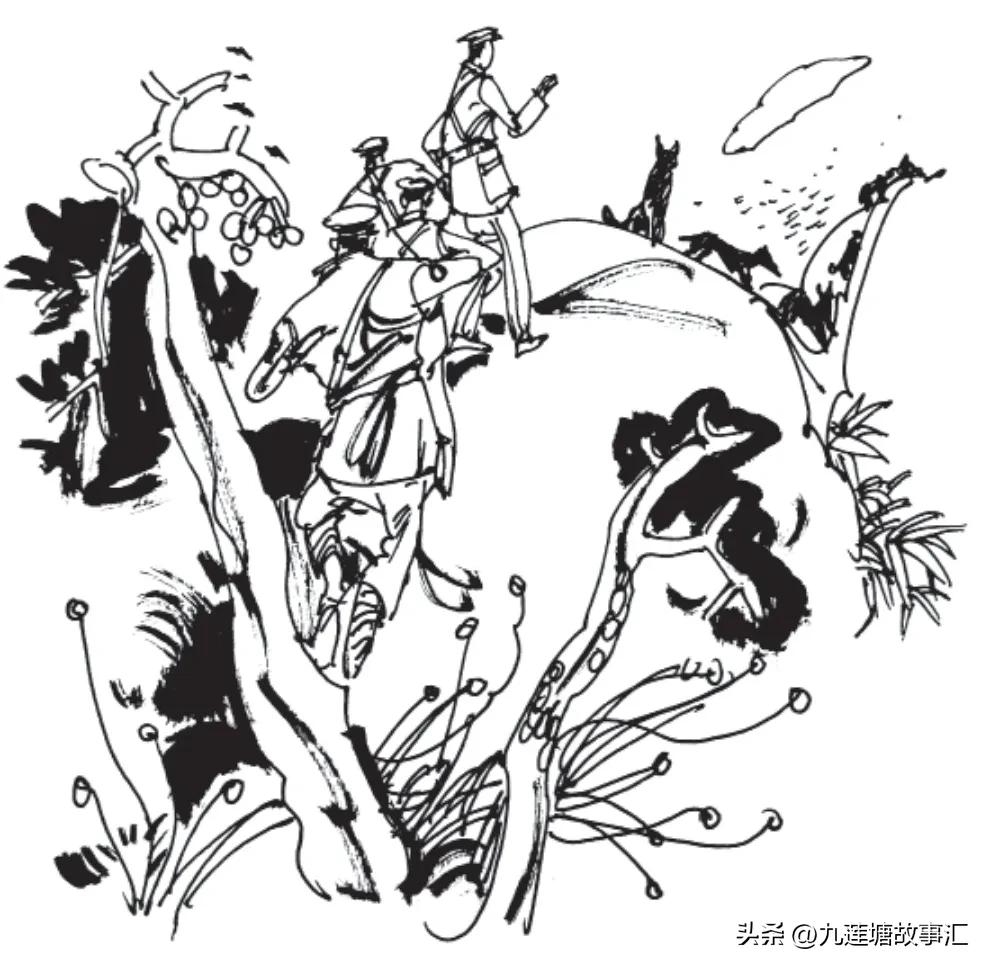 海中狼拔刺,海中狼群虎鲸团队捕猎