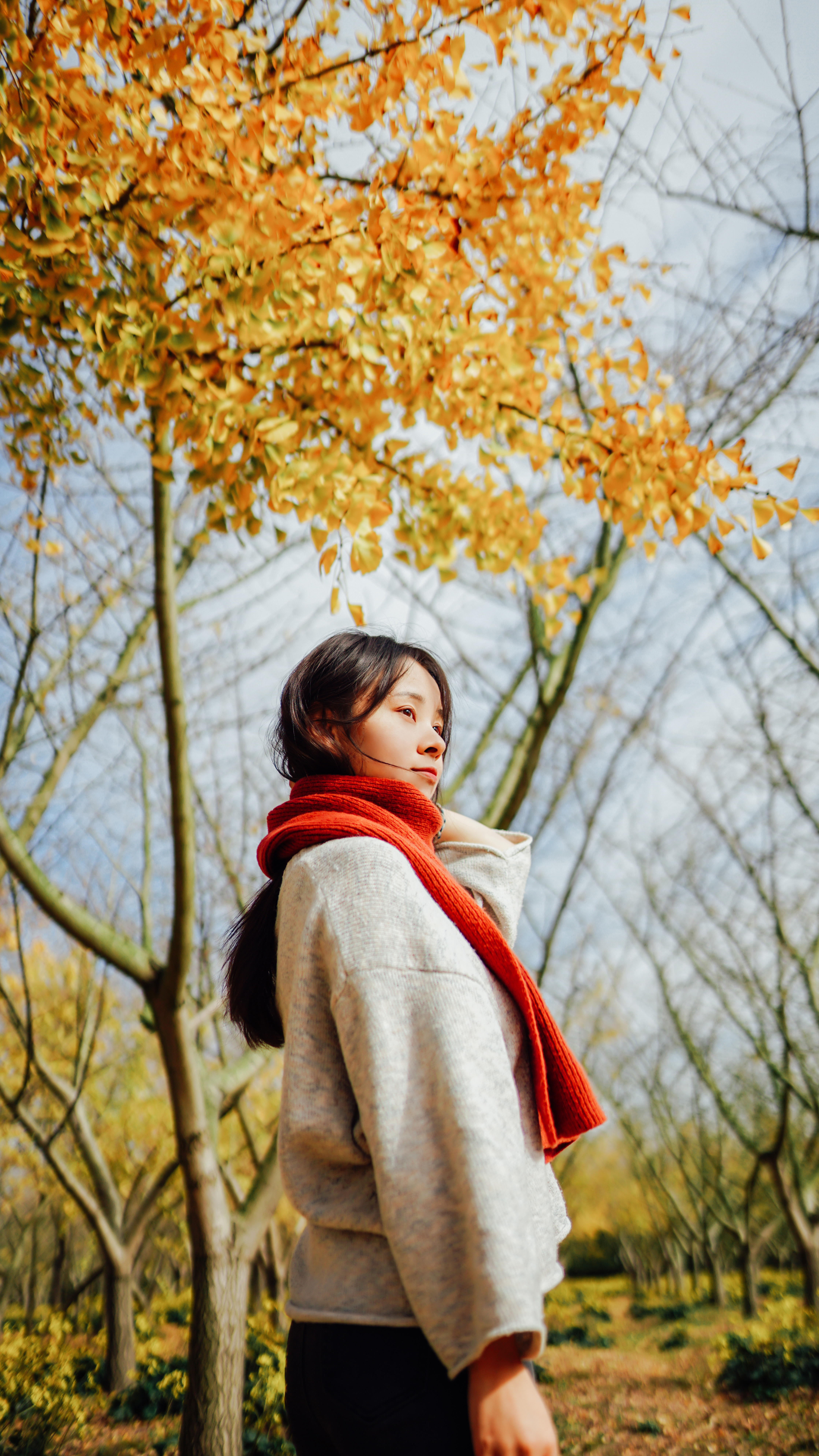 摄影苏州银杏树,苏州银杏拍照人像