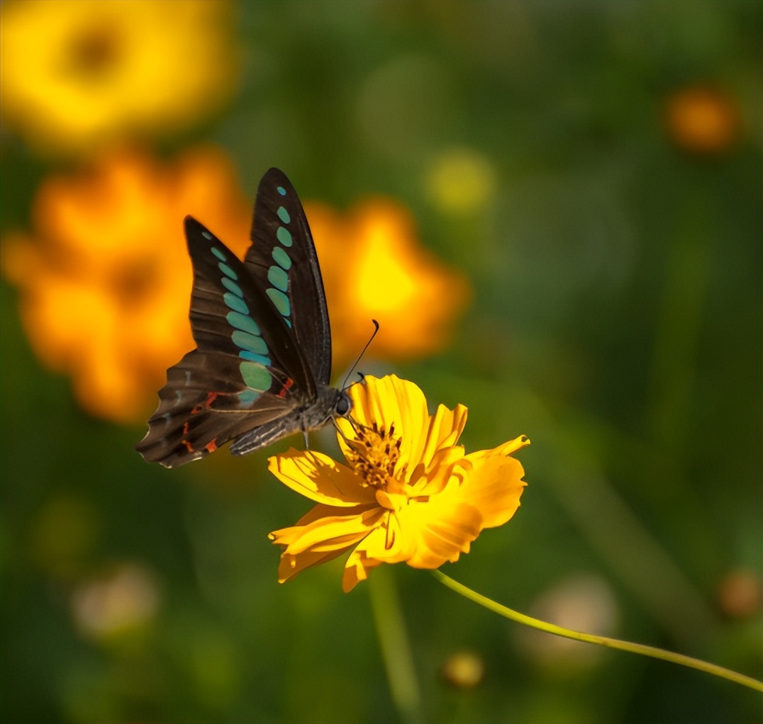 带有蝴蝶的诗句有哪些,关于蝴蝶的诗词大全