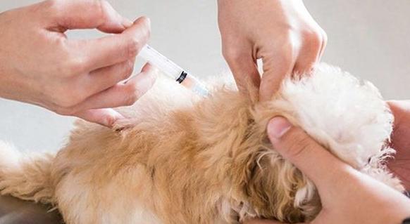 狗狗新手攻略笔记,狗狗饲养指南txt