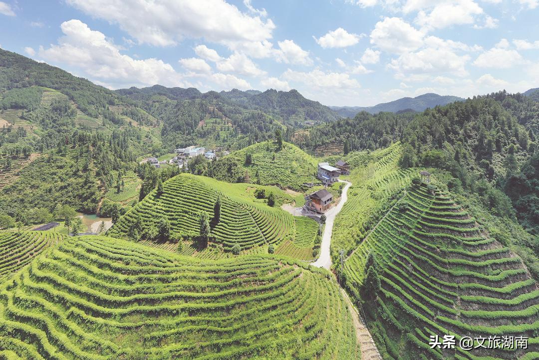 千里迢迢来到了湖南最美茶园,湖南最美茶园