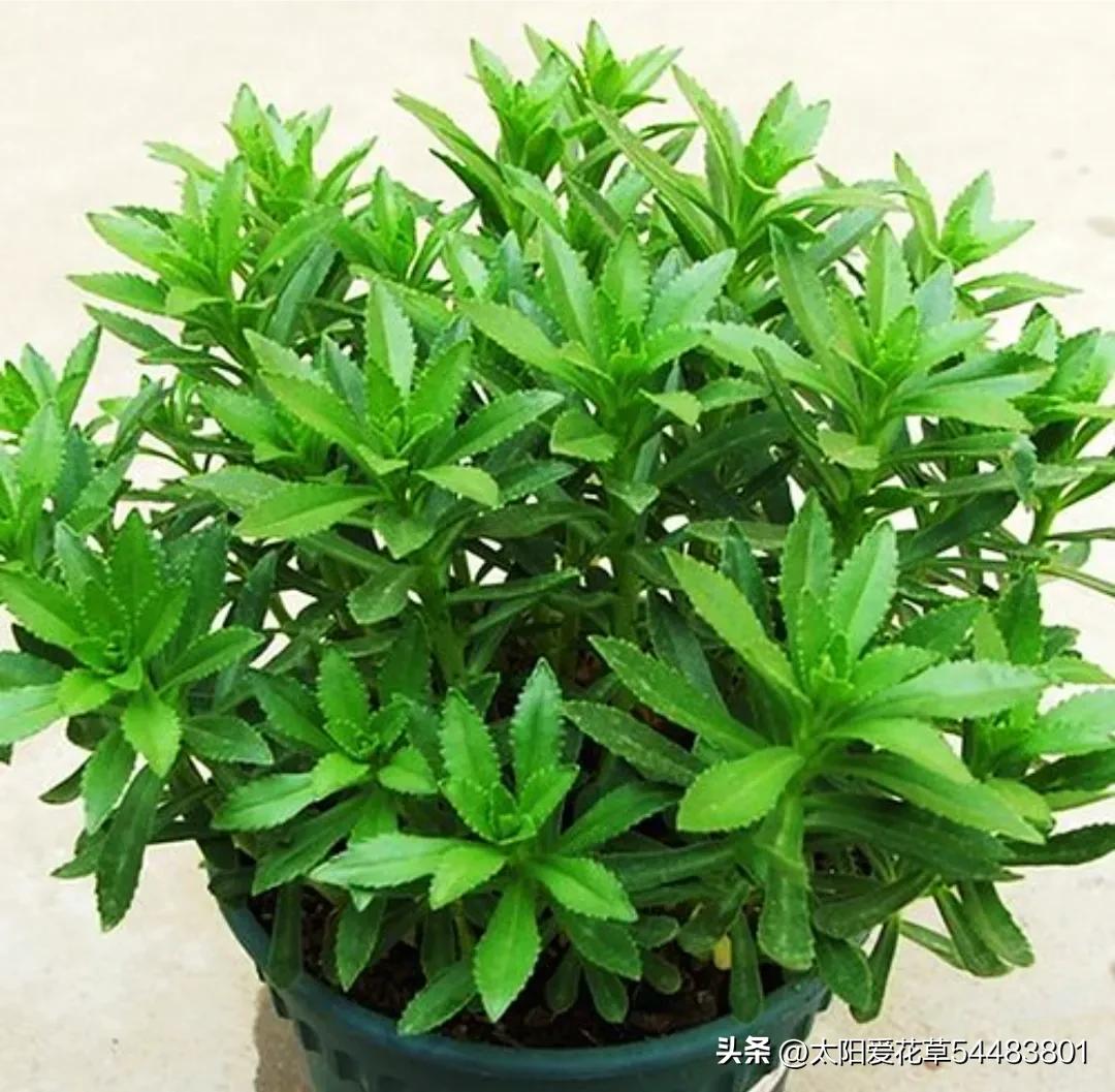 如何理解人养花一时花养人一生,家里养这10种花越养越健康