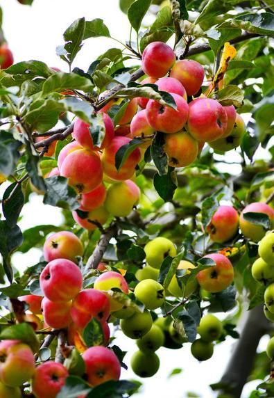 古代把苹果叫什么名字,苹果在古代的名字原来这么美