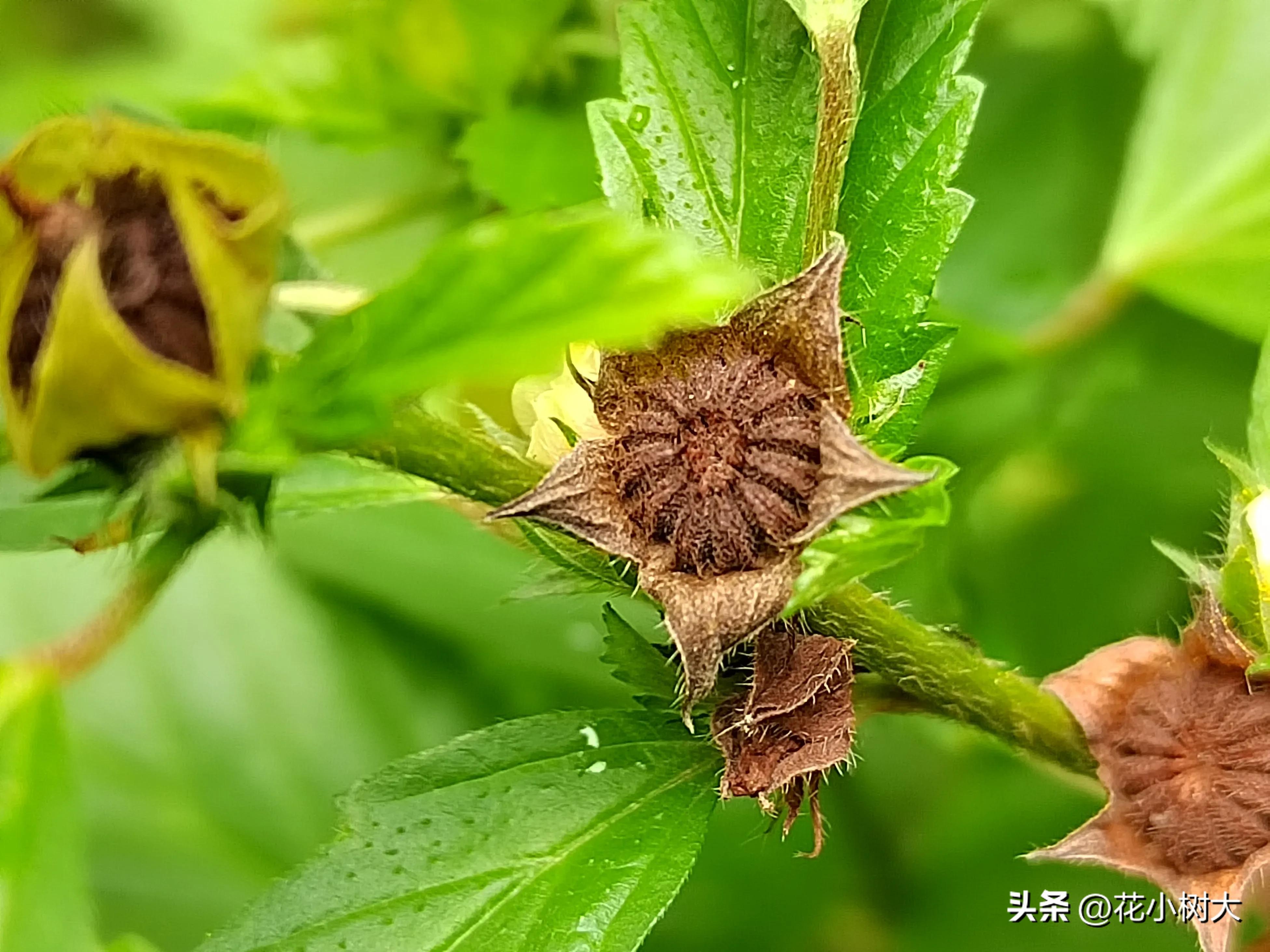 植物图鉴菊花,植物视频实拍