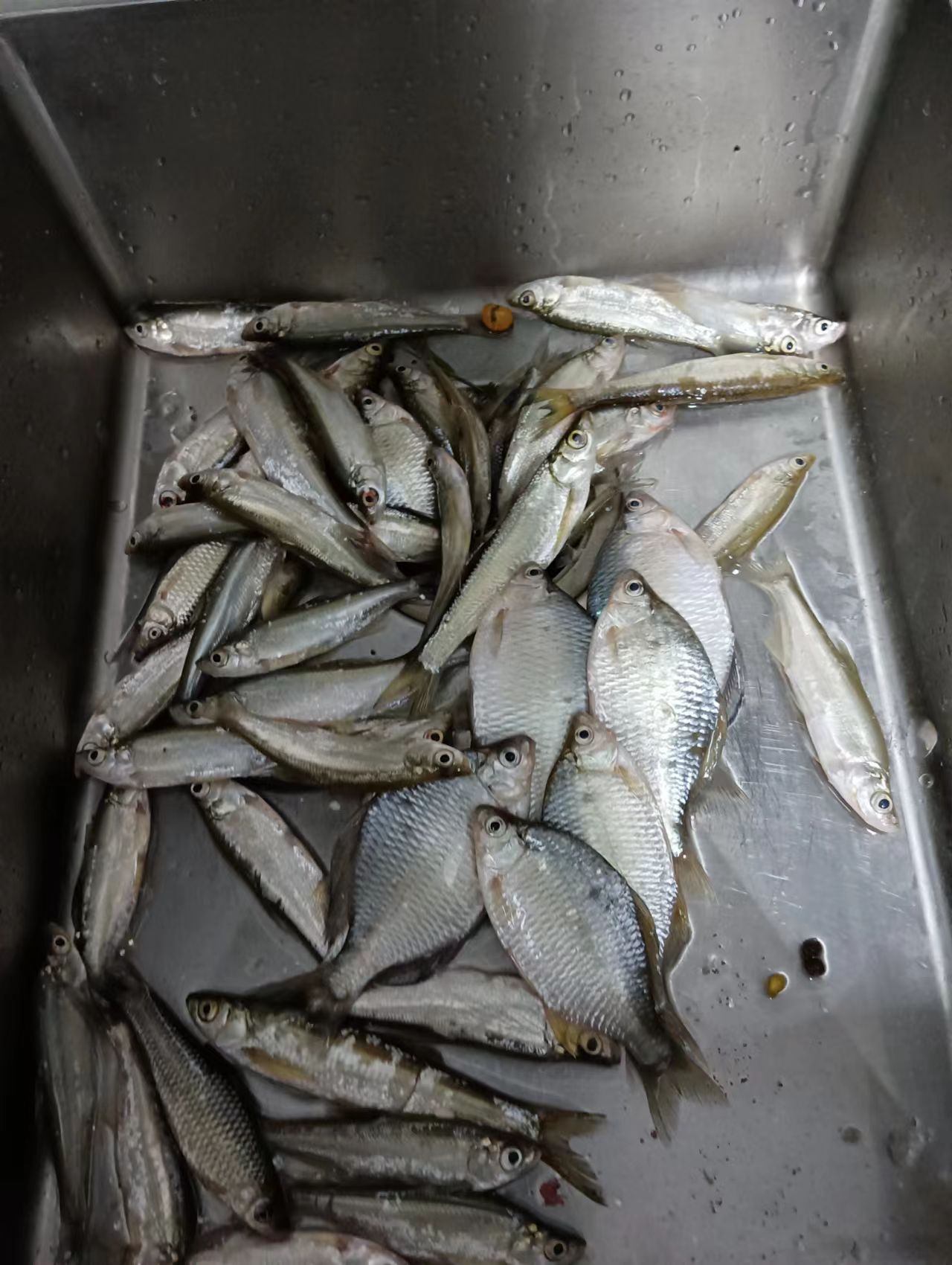 野钓什么小鱼最好吃,冬季野钓小鱼技巧