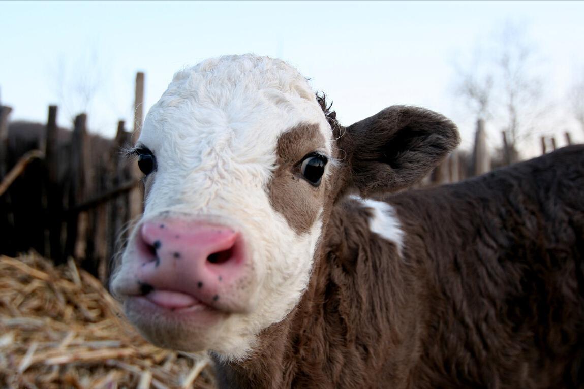 新生牛犊腿弯曲怎么治疗,新出生牛犊腿弯怎么矫正