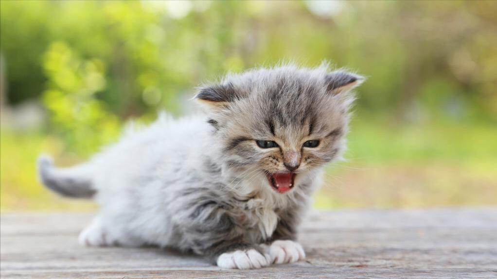 猫咪肠胃不舒服的表现,哪种品牌猫粮专门调理猫咪肠胃