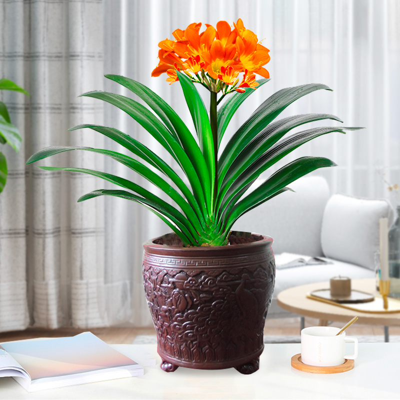 家里光照不足建议养这10种耐阴花,阴暗无光角落适合养什么花