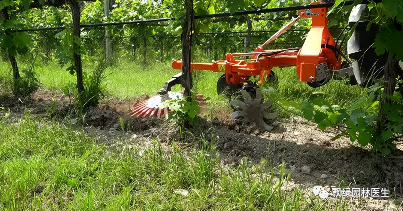 草坪苗木生长抑制最好方法,草坪灌木苗的养殖方法