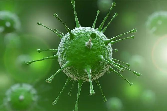 弯曲杆菌在什么地方有,弯曲杆菌有什么用