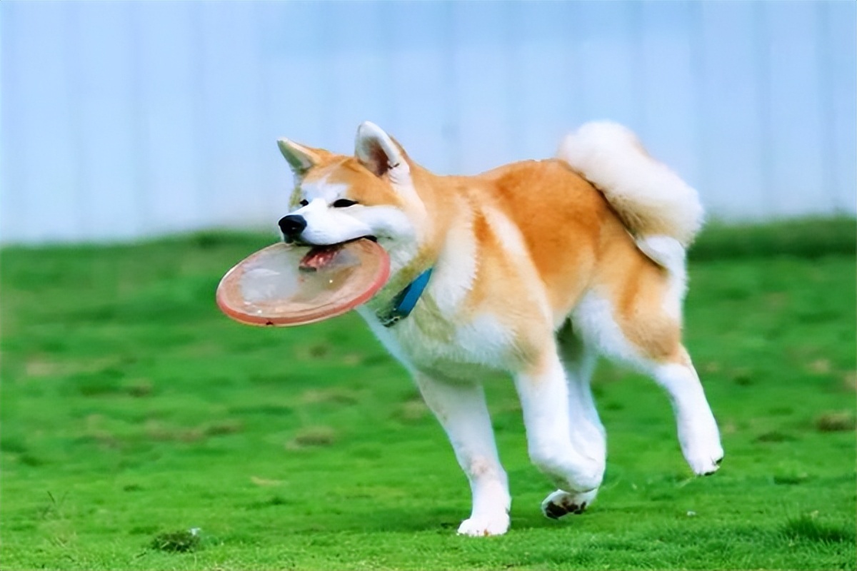 秋田犬价格一般是多少钱一只,高品质秋田犬多少钱一只