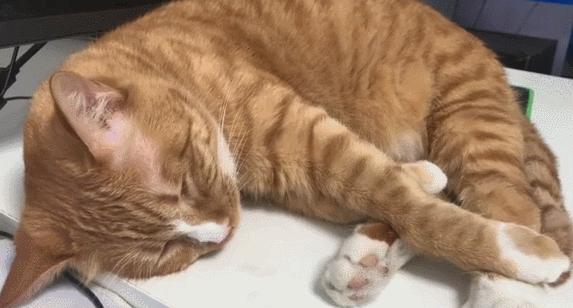 猫咪睡着了总尿床是怎么回事,猫咪总是尿床怎么办已绝育