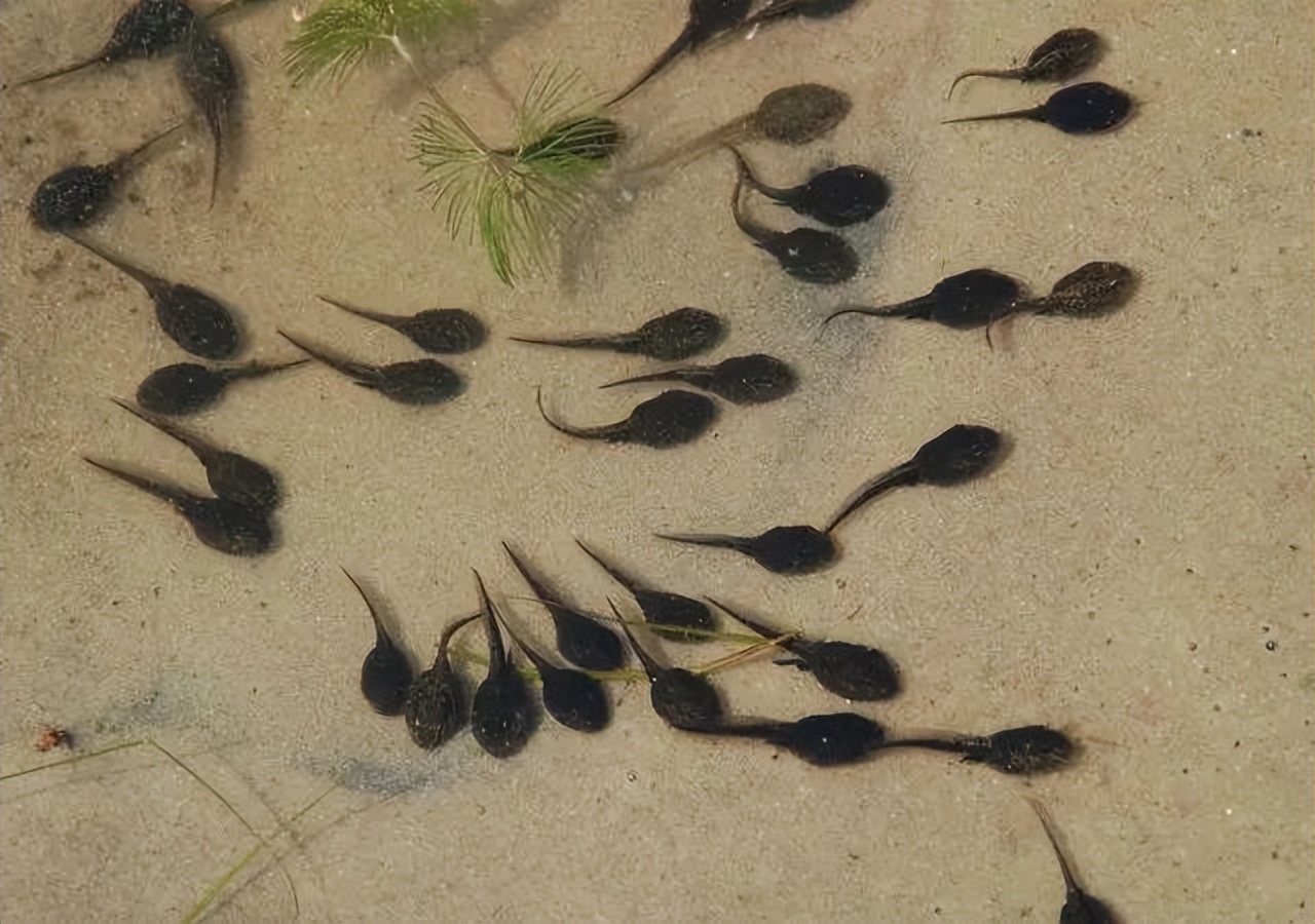 春天，农村孩子最爱到河边玩蝌蚪，它们的嘴巴小得只有针眼大