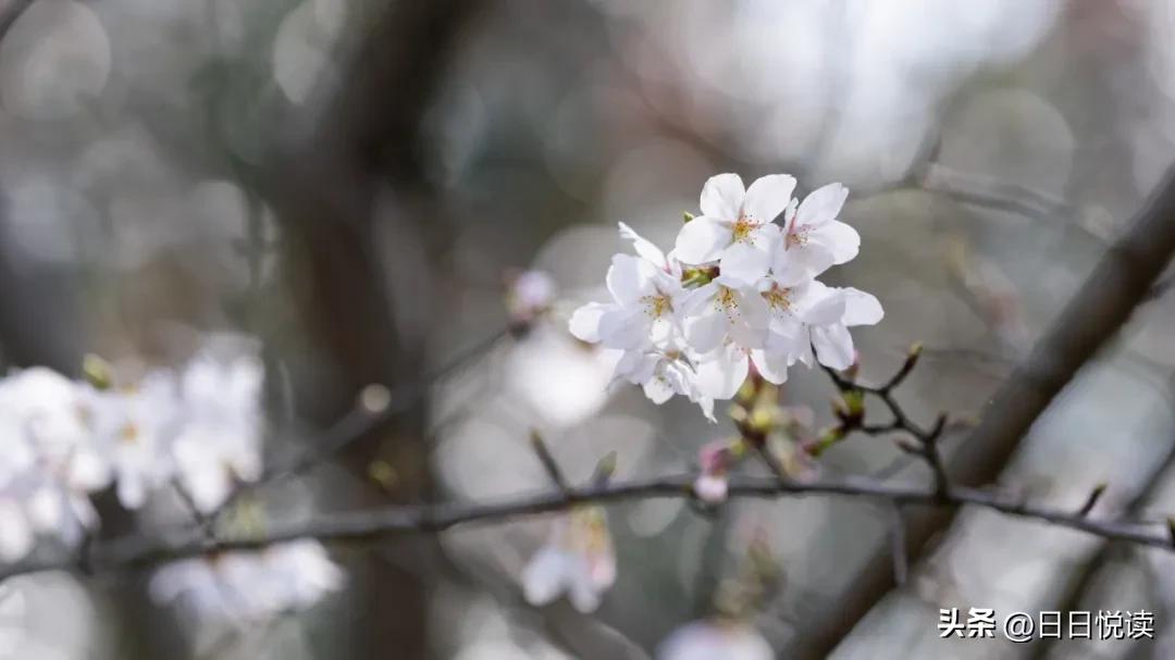 湖北荆州：石首“繁花”上大分↑即将刷爆朋友圈！