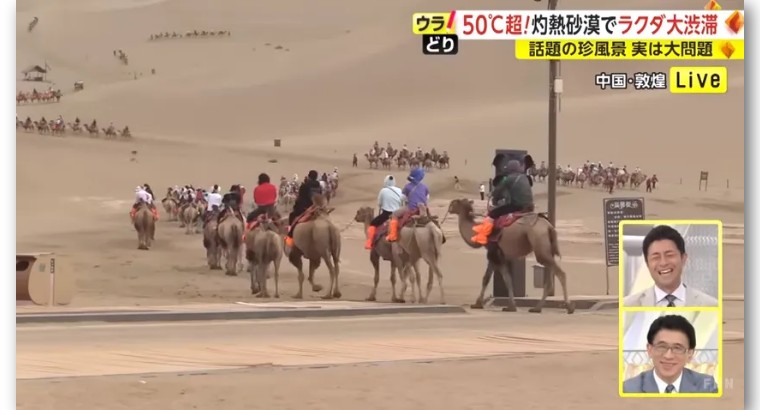 日本记者敦煌堵骆驼,日本记者直播连线冰墩墩