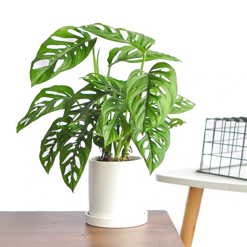 常见有毒花千万别碰,世上有毒的花和植物