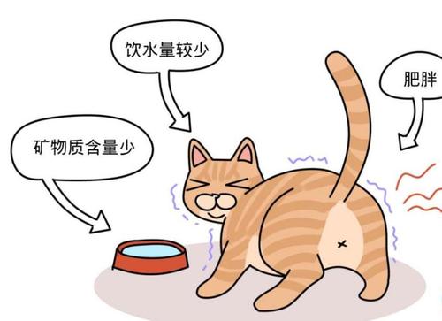 公猫尿道炎怎么解决,公猫尿道疾病怎么治疗