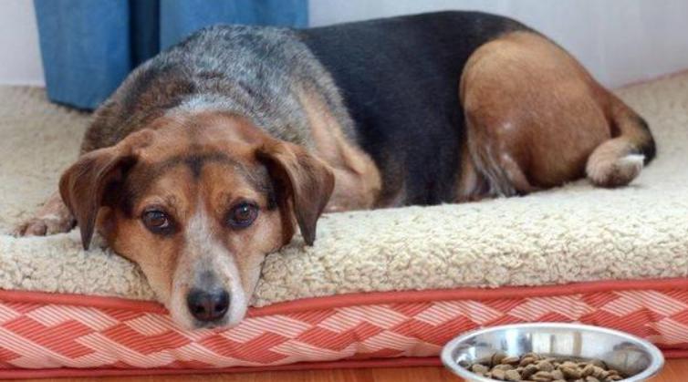 狗狗呕吐怎么治疗最佳方法,狗狗呕吐怎么办别慌教你轻松解决