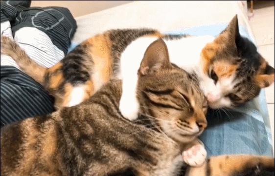 打断猫咪的交配，会造成什么后果？