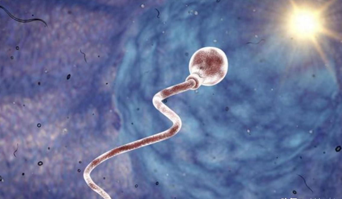 精子的活动轨迹讲解,精子的轨迹分析