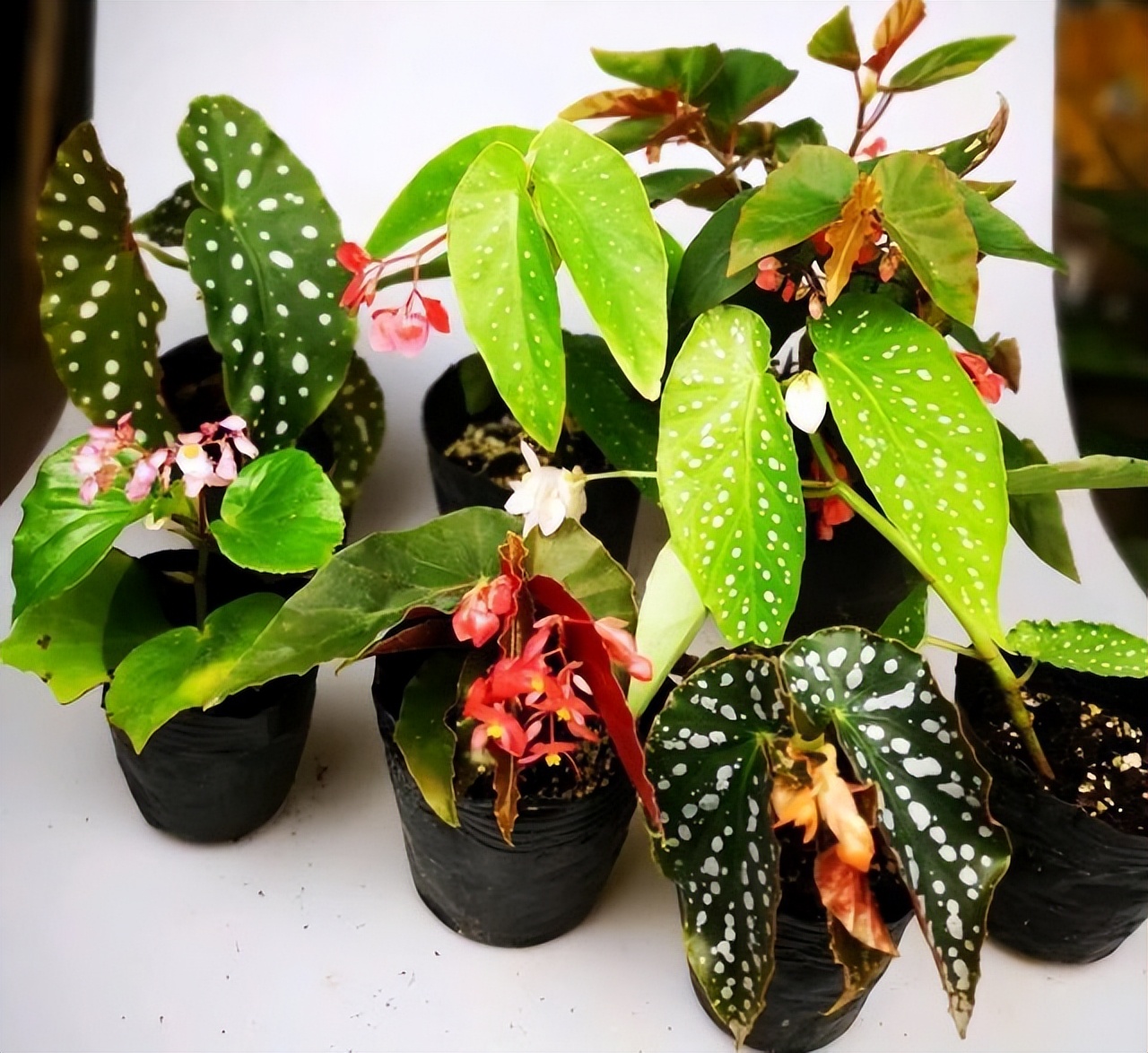 适合室内养的耐阴花和植物,就养这10种耐阴花比绿萝都好养