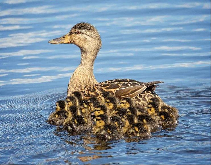 你喜欢什么动物写出它的特点,你喜欢哪些动物用英语怎么说