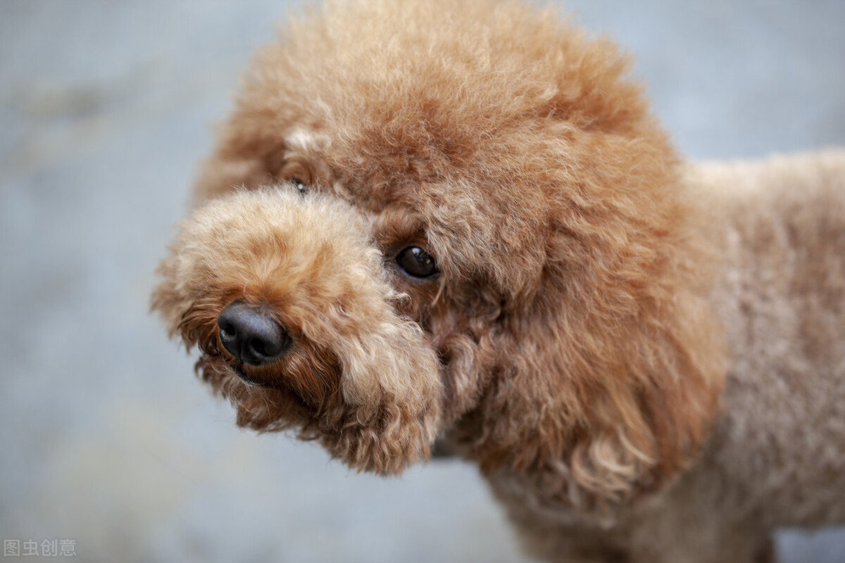 两个月泰迪拉稀像泥浆带血,泰迪不吃东西没精神不吐也不拉稀