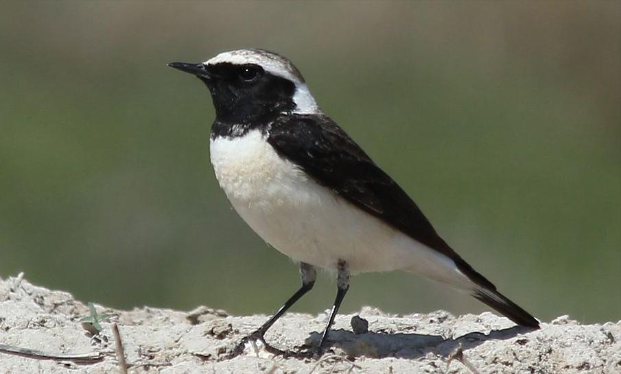 鸟儿大全高清图,高清珍稀鸟动态图片大全