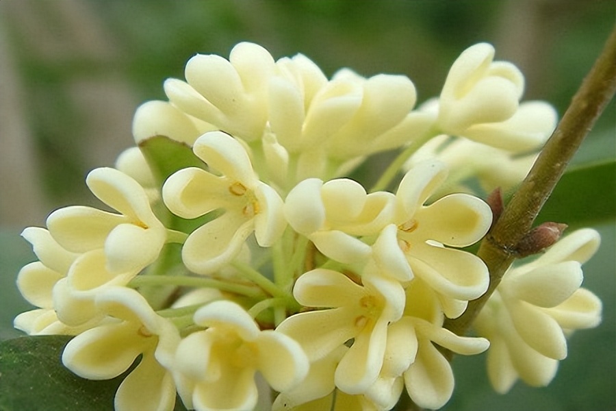 花百科蟹爪兰怎么养才好,花百万傲娇美