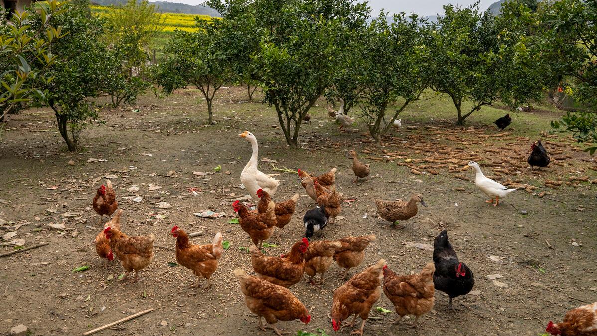 创业是农村人最好的出路,在农村创业有哪些好的创业方向呢