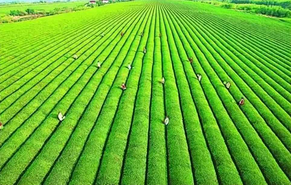 农业扶贫的正确方式,农业技术方面对扶贫的帮助