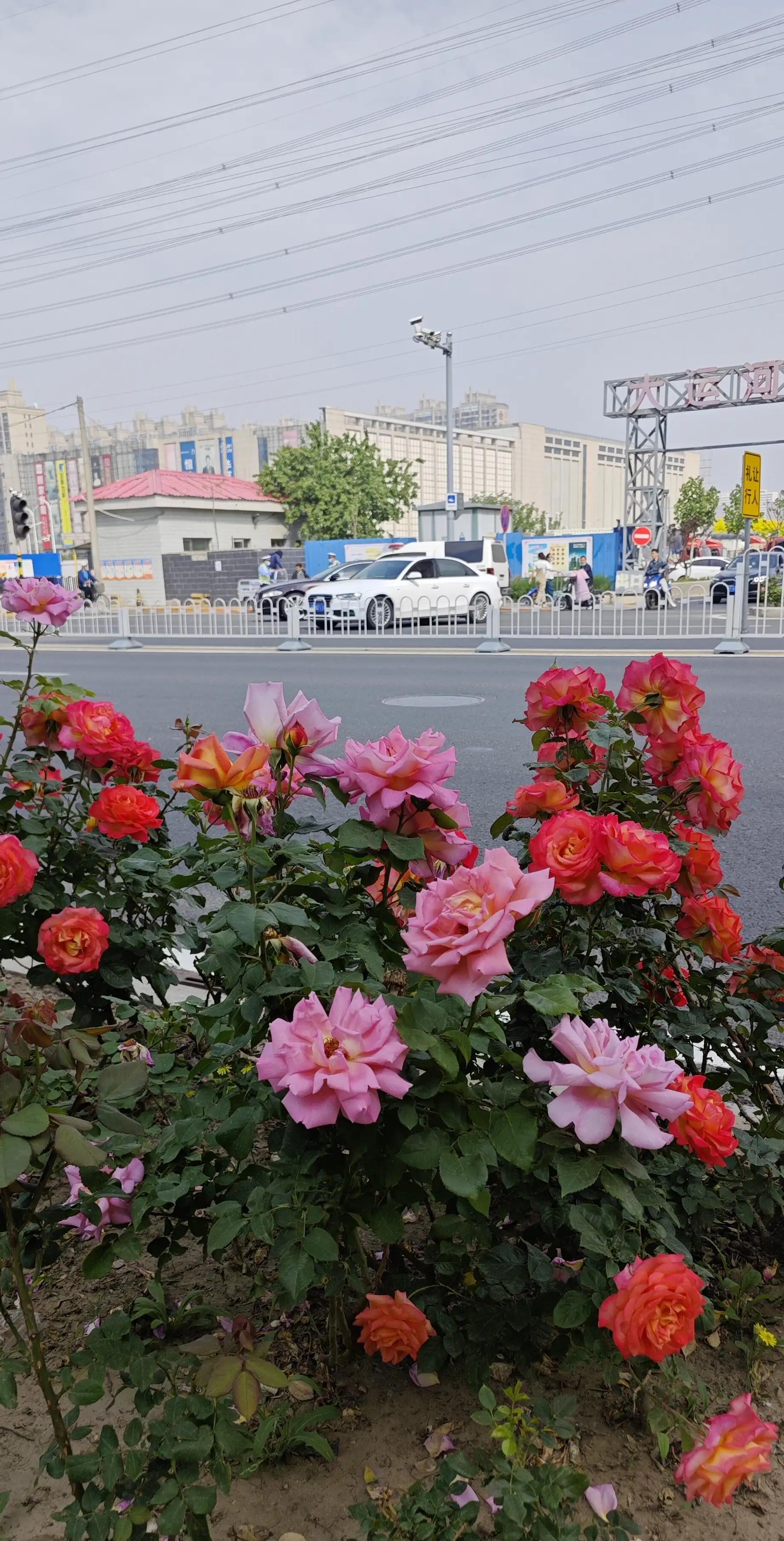 春天的月季花的描写,春天的月季花是什么颜色