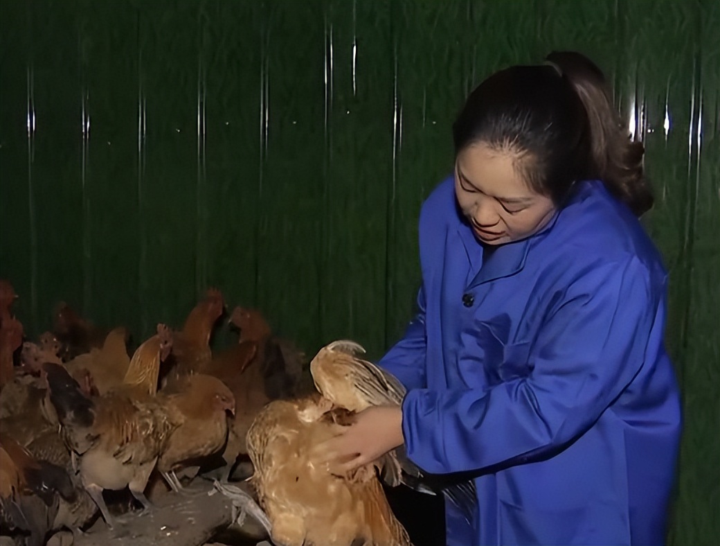 农村姑娘隐居深山创业养鸡,打工妹林下养鸡年入20万