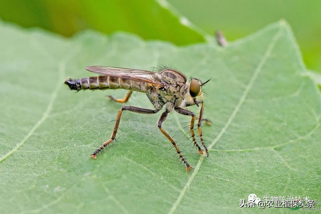 病虫害防治之昆虫外部形态小结,农作物常见害虫防治