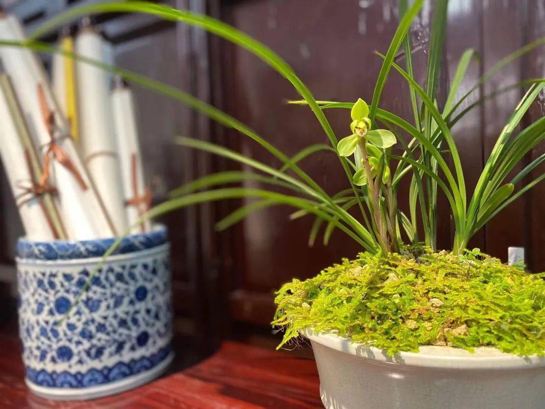 春兰滇红素和娄山红哪个更值得养,春兰娄山红一苗冬天能开花吗