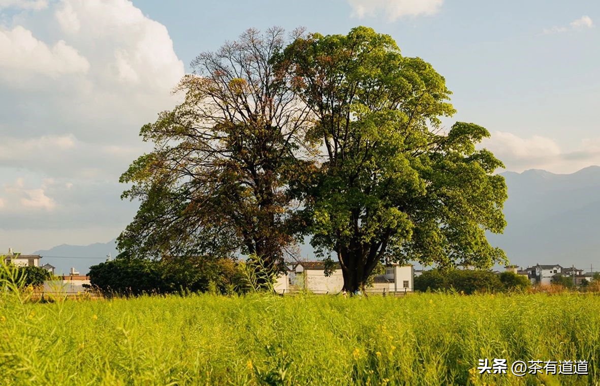 探寻滇黔古驿道,大理古城茶马古道