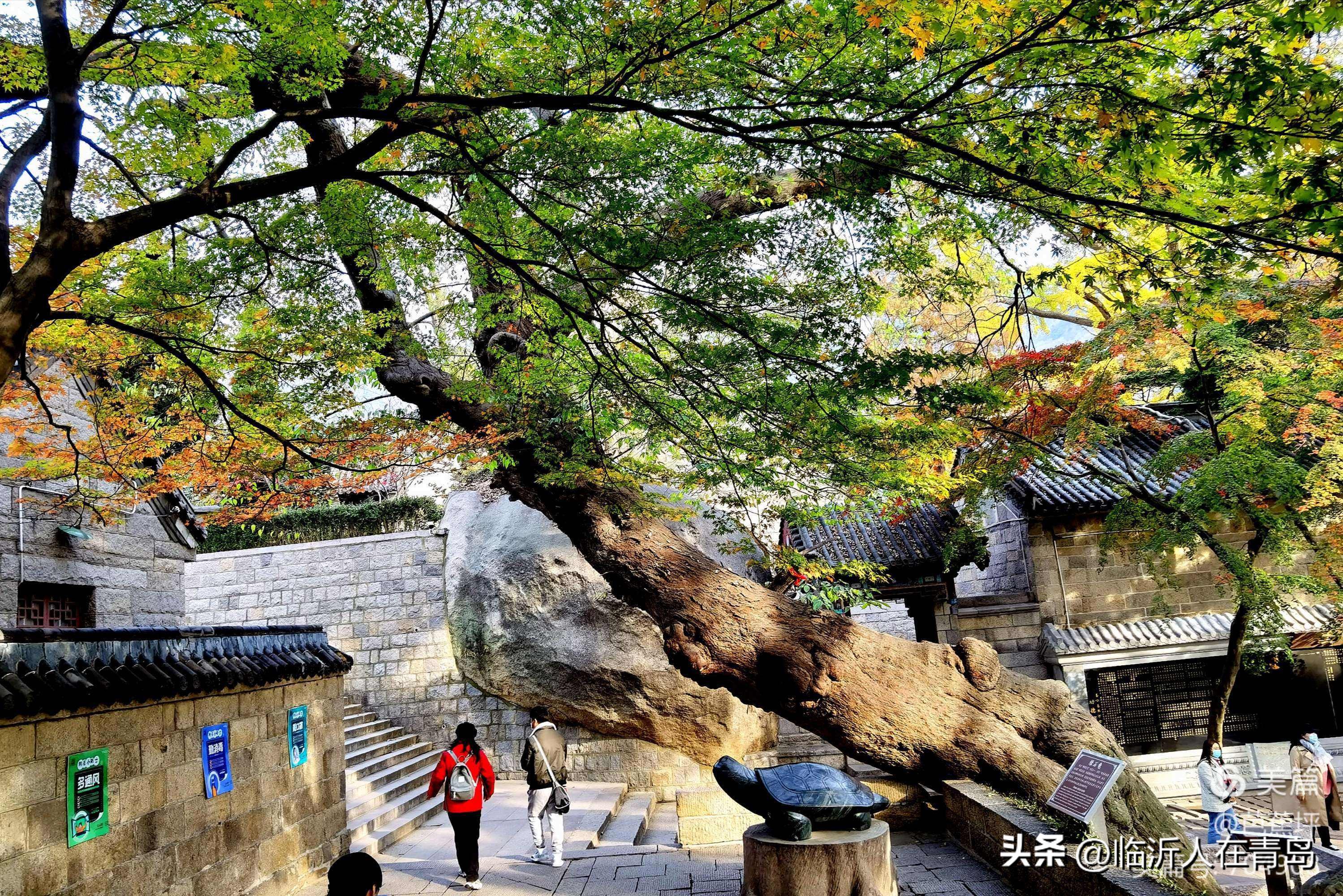 五一节青岛一日游,国庆节青岛两天一夜最佳攻略