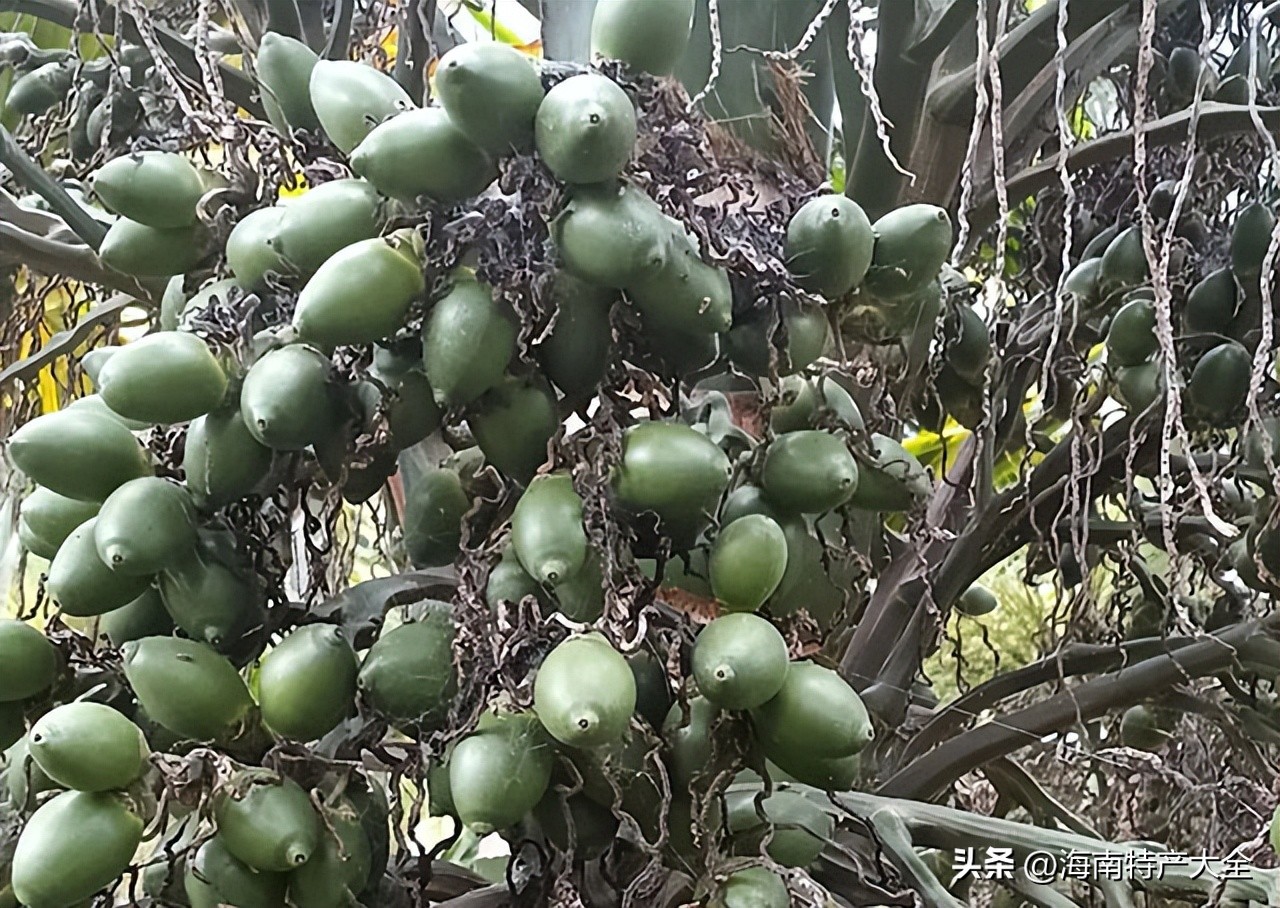 今天海南槟榔价格多少一斤 (2023年海南槟榔价格)