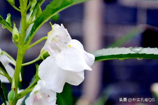 凤仙花种子,凤仙花怎么养